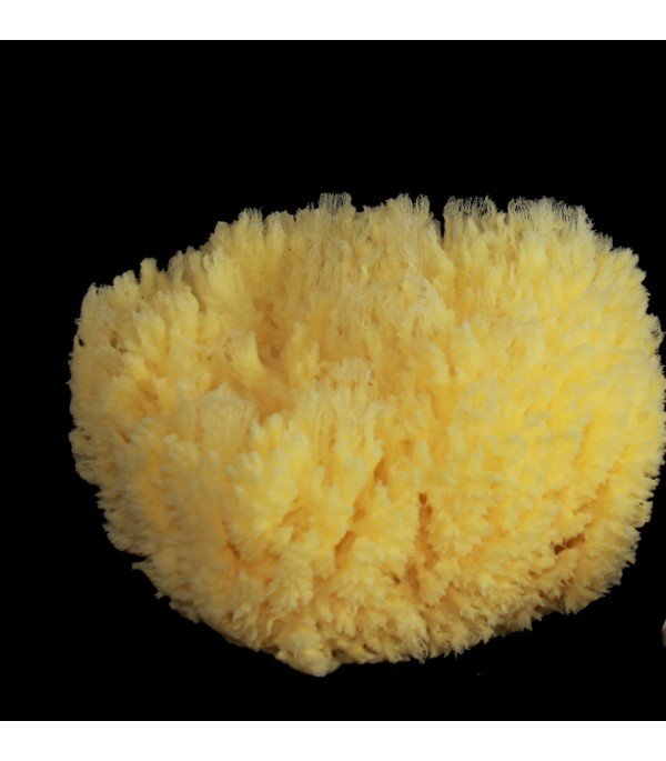 Récifs d'éponges Allégé, 13-14 cm