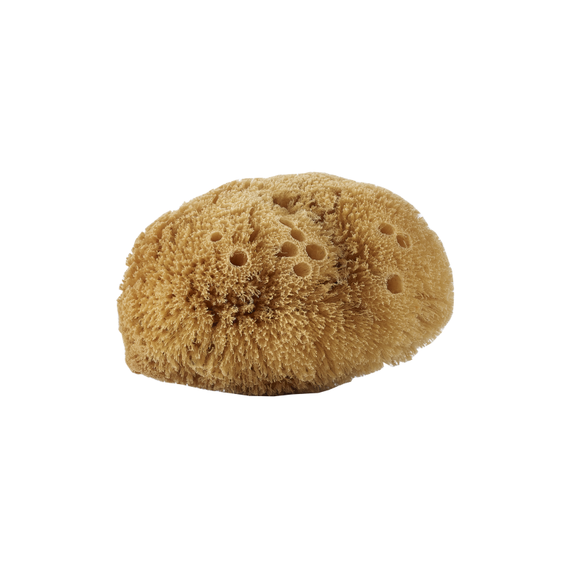 Éponge corporelle naturelle
