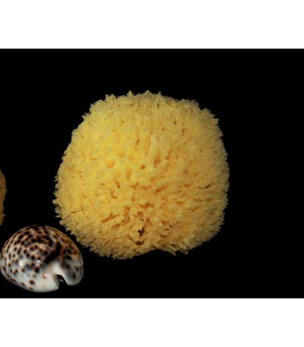 Récifs d'éponges Allégé de 6-7 cm