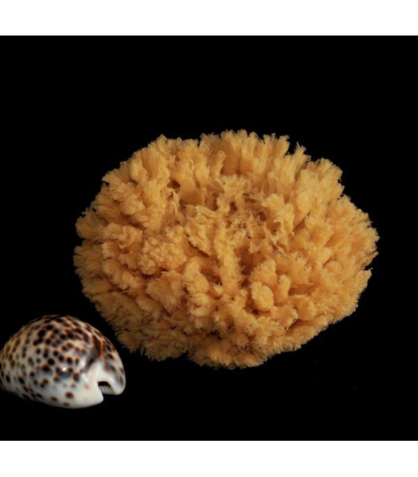 Éponge Récif de corail Naturel 14-15 cm