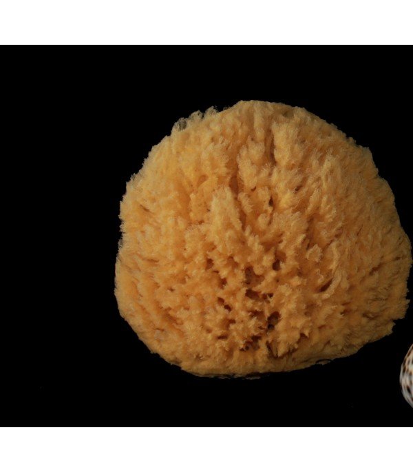 Éponge Récif de corail Naturel 12-13 cm